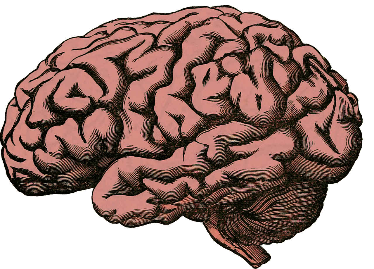 brain anatomy human science health medical organ medicine mind neurology biology system memory cerebral cerebellum anatomical brain brain brain brain brain