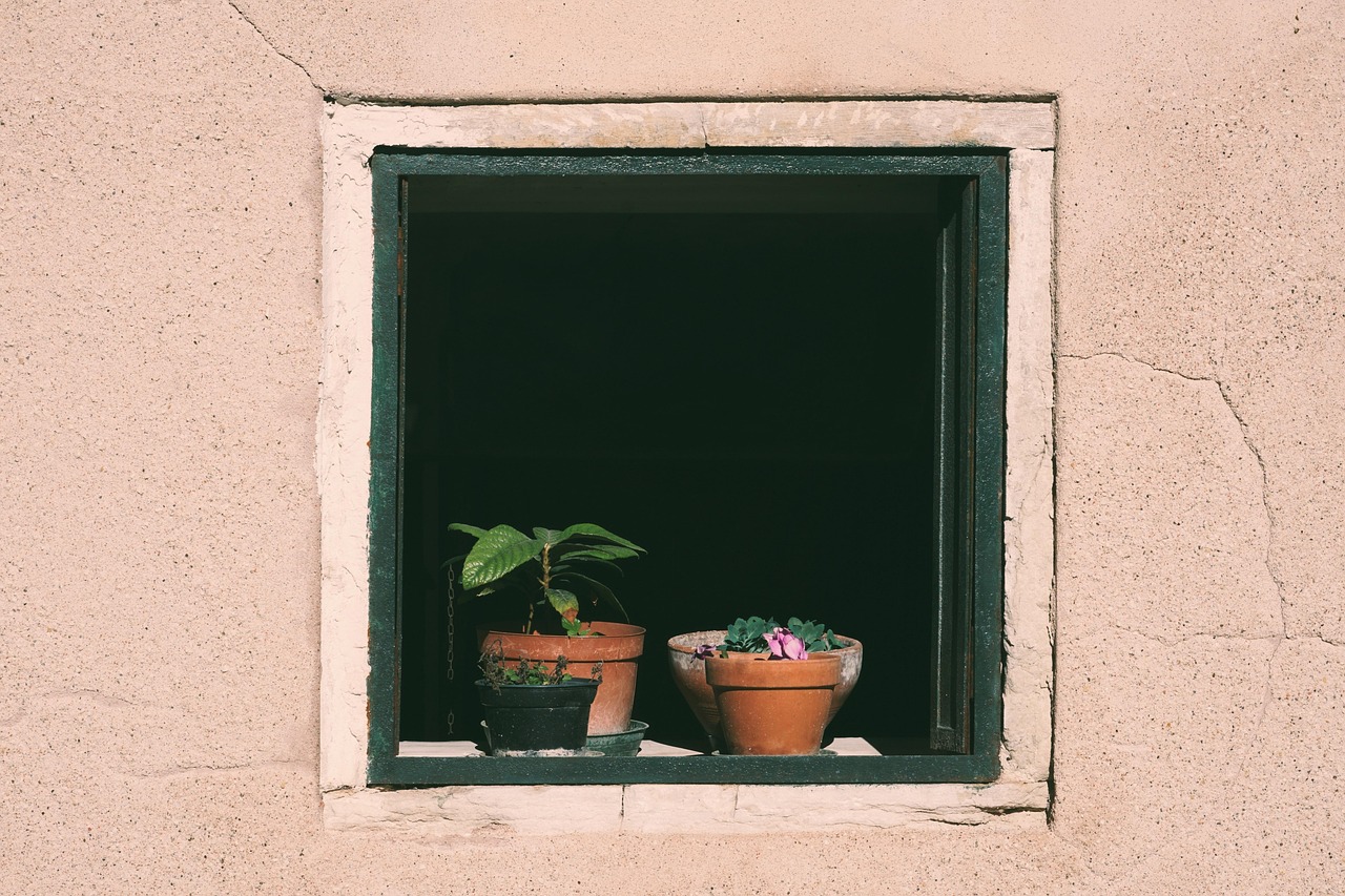 window flower pots nature potted plants plants window sill outlook insight to water