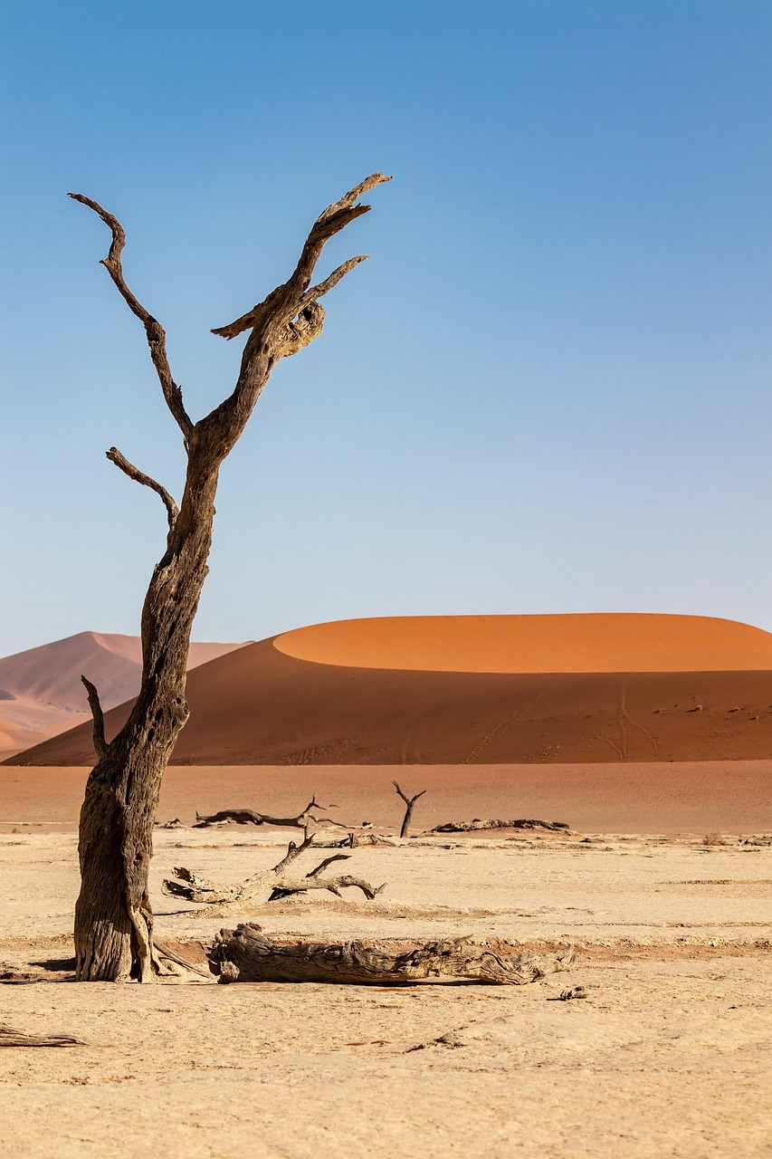 namibia desert sand dune dunes sossusvlei sahara dry nature tree sand dunes namib desert sandy hot chameleon automobile scrap metal stone desert heaven landscape dryness desert desert desert desert desert