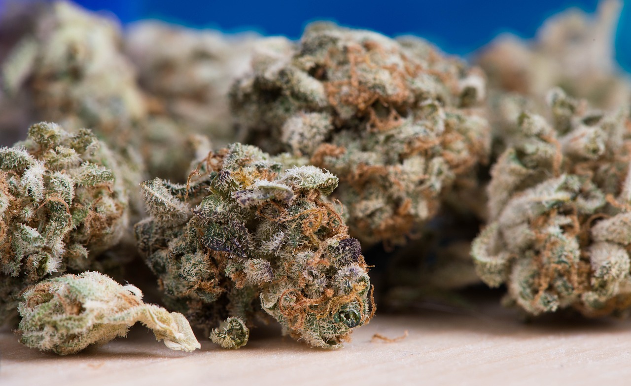 cannabis marijuana cannabis flower cannabis buds marijuana buds weed hemp medical marijuana cannabis plant cannabis macro trichomes flower buds herbal botanical macro close up medicinal plant cbd thc cannabis photography nature plant green cultivation cannabis industry