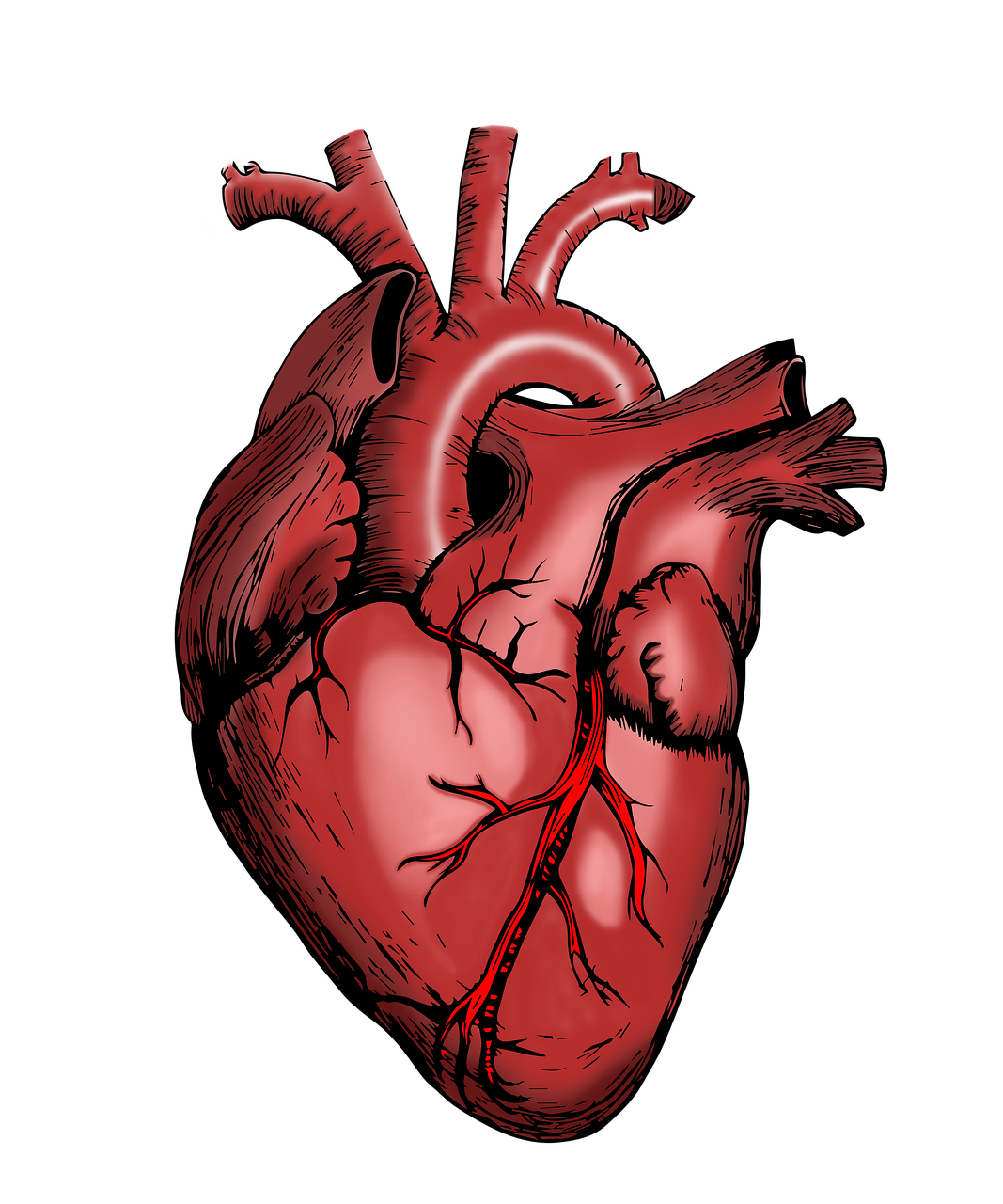 heart nurse health body parts surgeon hospital doctor biology medicine surgery anatomical anatomy science medical anatomical heart cardiovascular healthcare heart heart heart heart heart