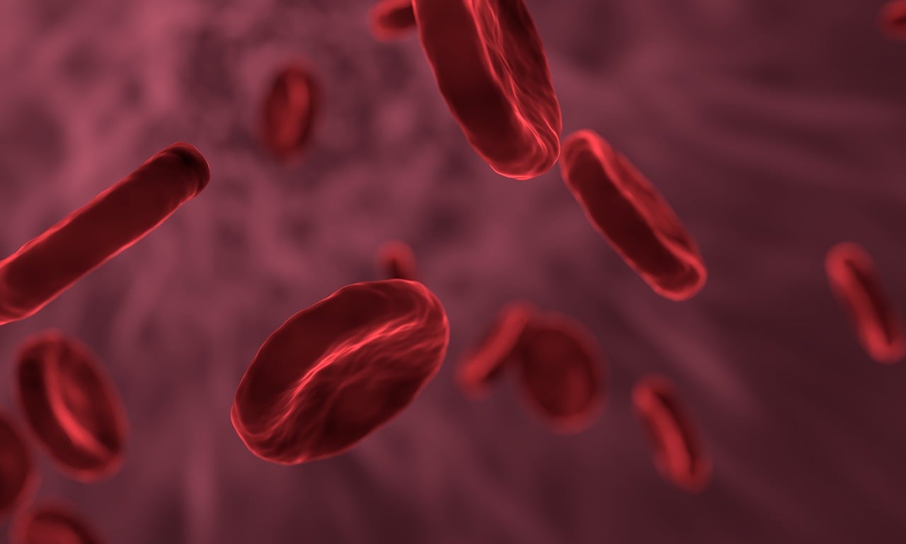 red blood cells microbiology biology cells